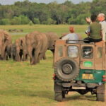 Minneriya National Park Wild Elephant Safari - Understanding the Value