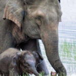 Minneriya National Park Wild Elephant Safari - Authentic Insights from Reviewers