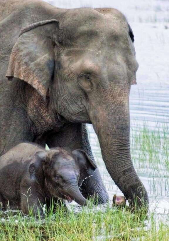 Minneriya National Park Wild Elephant Safari - Authentic Insights from Reviewers