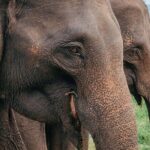 Minneriya National Park Wildlife & Elephant Safari from Sigiriya - Authentic Encounters and Guide Excellence