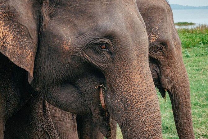 Minneriya National Park Wildlife & Elephant Safari from Sigiriya - Authentic Encounters and Guide Excellence