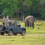 Minneriya: Twilight Safari Experience in the Land of Giants - Why You Should Consider This Safari