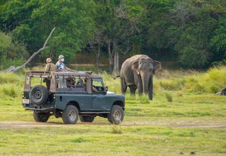 Minneriya: Twilight Safari Experience in the Land of Giants - Why You Should Consider This Safari
