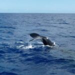 Mirissa: 2-Night Cruise along Sri Lanka's South Coast - What We Love About the Experience