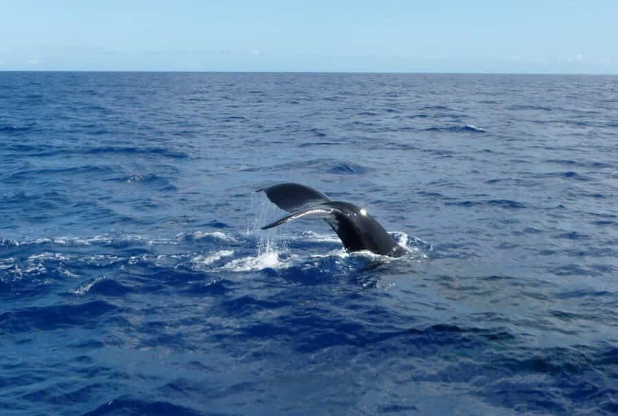 Mirissa: 2-Night Cruise along Sri Lanka's South Coast - What We Love About the Experience  