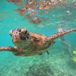 Mirissa: Blue Whale Watching & Turtle Snorkeling Combo Tour - Who Will Love This Tour?