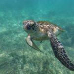 Mirissa: Coral Coast Divers Snorkeling Tour with Turtles - The Itinerary Breakdown