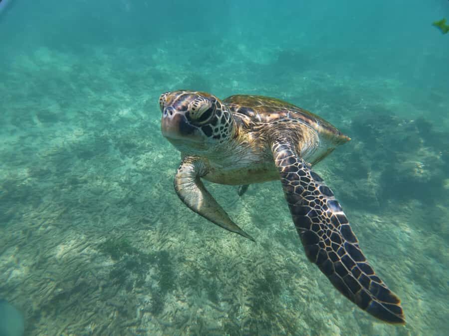 Mirissa: Coral Coast Divers Snorkeling Tour with Turtles - The Itinerary Breakdown