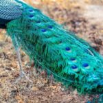 Mirissa , Galle , Bentota to Udawalawe National Park Day Tour - Why This Tour Offers Great Value