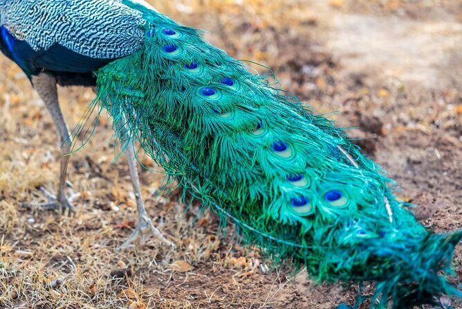 Mirissa , Galle , Bentota to Udawalawe National Park Day Tour - Why This Tour Offers Great Value