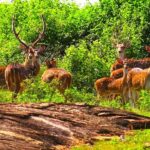 Mirissa/Galle: Private Udawalawe Safari & Transfer to Yala - The Drop-Off and Additional Flexibility