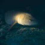 Mirissa: Night Snorkeling with Sea Turtles & Coral Reefs - The Itinerary in Detail