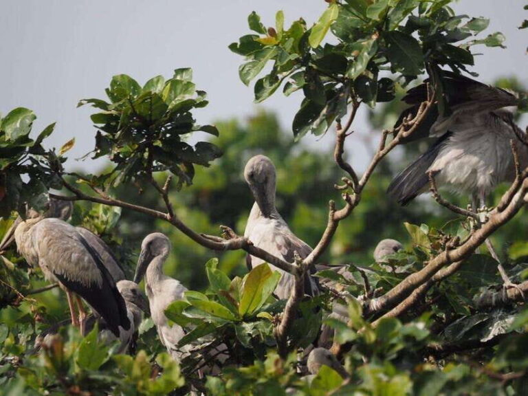 Mirissa: Nilwala River Bird Watching and Crocodile Tour - The Itinerary Breakdown