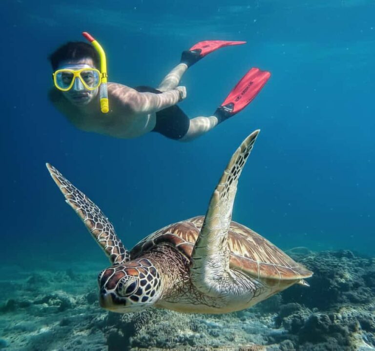 Mirissa: Ocean Magic Snorkeling with Turtles - A Deep Dive into the Snorkeling Adventure