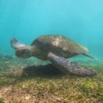 Mirissa : Reef Snorkelling with Wild Sea Turtles - The Sum Up