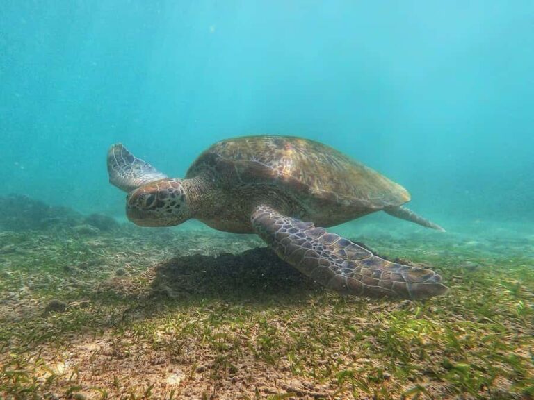 Mirissa : Reef Snorkelling with Wild Sea Turtles - The Sum Up