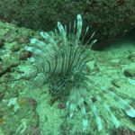 Mirissa: Scuba Diving Experience & Refreshments for Beginner - The Overall Experience: What Sets It Apart?