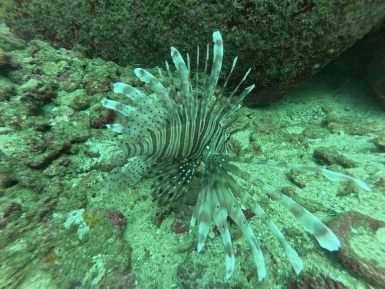 Mirissa: Scuba Diving Experience & Refreshments for Beginner - The Overall Experience: What Sets It Apart?