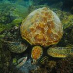 Mirissa Snorkeling Experience with Turtles - Practical Details and Logistics