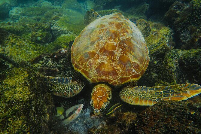 Mirissa Snorkeling Experience with Turtles - Practical Details and Logistics