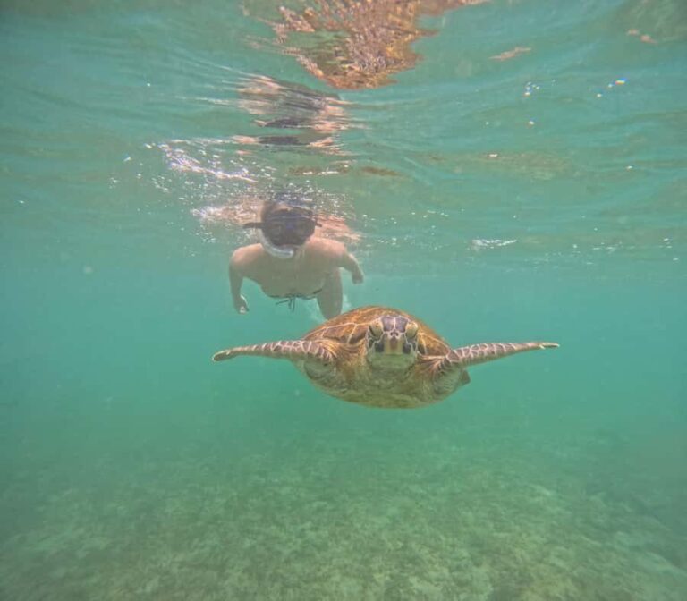 Mirissa Snorkeling Tour with Turtle Adventure and Free Video - Why You’ll Love This Experience
