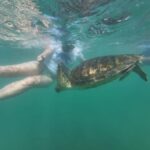 Mirissa Snorkeling Trip with Sea Turtles & Coral Reef - Why This Snorkeling Trip Stands Out