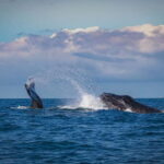 Mirissa: Snorkelling with Whales and Marine Life - Value and Pricing: Is It Worth It?