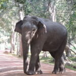 Mirissa, Weligama, Ahangama Transfer to Ella and Udawalawa Safari - Practical Details: What You Need to Know