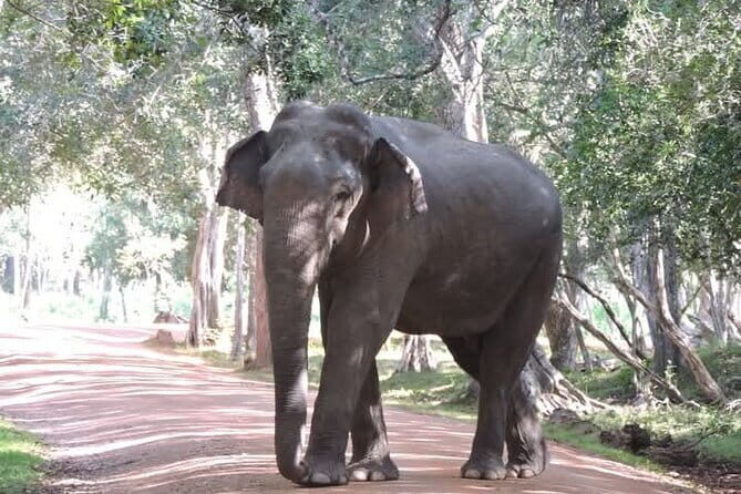 Mirissa, Weligama, Ahangama Transfer to Ella and Udawalawa Safari - Practical Details: What You Need to Know