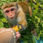 Mirissa/Weligama/Matara: Crocodile Watching & River Safari - What to Expect from the Crocodile River Safari