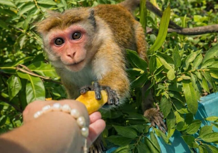 Mirissa/Weligama/Matara: Crocodile Watching & River Safari - What to Expect from the Crocodile River Safari