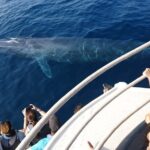 Mirissa Whale & Dolphin Watching Cruise with Geeths Crew - Why This Tour Is a Good Fit
