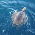 Mirissa: Whale & Dolphin Watching Cruise with Geeths Crew - The Experience in Detail