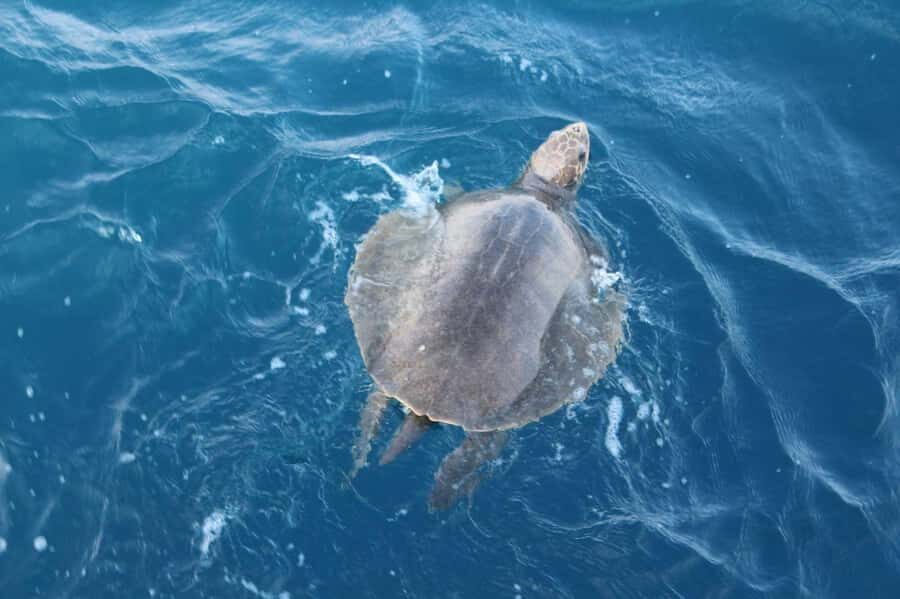 Mirissa: Whale & Dolphin Watching Cruise with Geeths Crew - The Experience in Detail