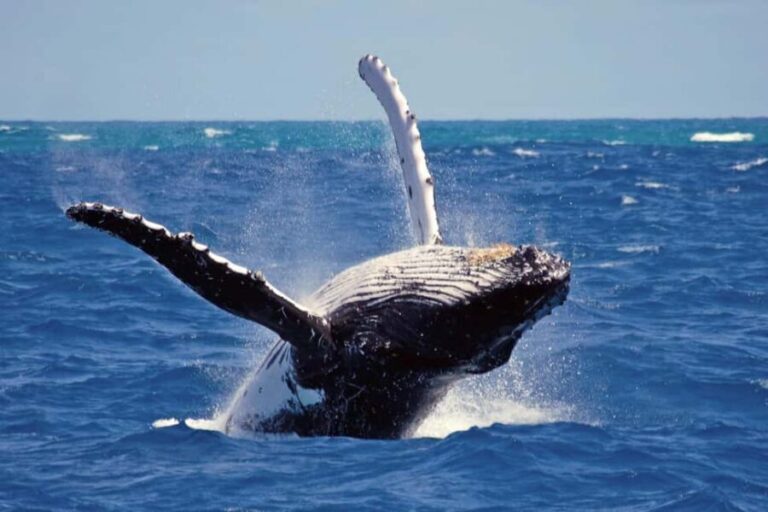Mirissa: Whale & Dolphin Watching Trip with Private Transfer - What Sets This Tour Apart?