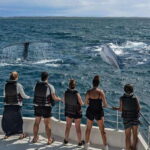 Mirissa: Whale Watching Cruise - Why Mirissa is a Top Spot for Whale Watching