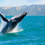 Mirissa: Whale Watching Cruise - Who Should Book This Tour?