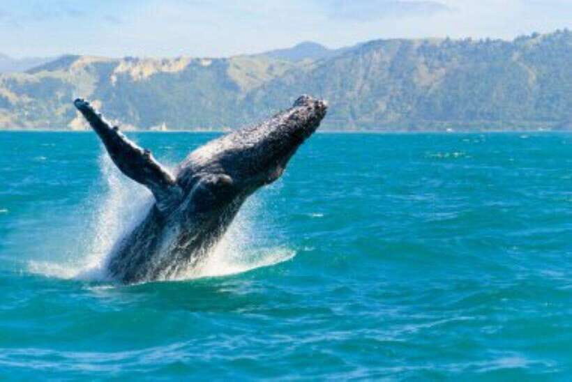 Mirissa: Whale Watching Cruise - Who Should Book This Tour?