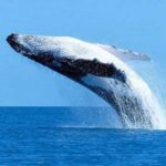 Mirissa: Whale Watching Cruise With Blue Whales & Dolphins - Who Is This Tour Best Suited For?