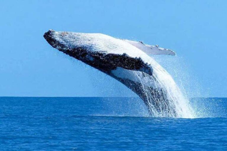 Mirissa: Whale Watching Cruise With Blue Whales & Dolphins - Who Is This Tour Best Suited For?