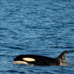 Mirissa: Whale Watching, Snorkeling, and Coconut Hill Tour - A Closer Look at the Day’s Itinerary