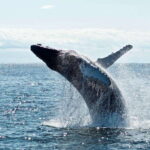 Mirissa: Whale Watching Tour From Colombo or Negombo - What to Expect from the Whales and Dolphins Tour