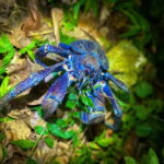 Miyako Island: Stars & Jungle Night Walking Tour - Overview of the Miyako Island Jungle & Star Tour