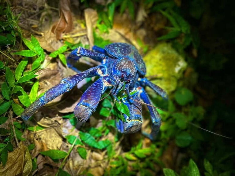 Miyako Island: Stars & Jungle Night Walking Tour - Overview of the Miyako Island Jungle & Star Tour