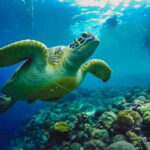 Moalboal: Island Hopping and Mantayupan Falls Day Trip - The Practicalities