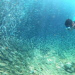 Moalboal: Sardine Run, Turtles and Pescador Island Hopping - Who Would Love This Tour?