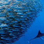 Moalboal Sardines Run Private Tour - Final Thoughts