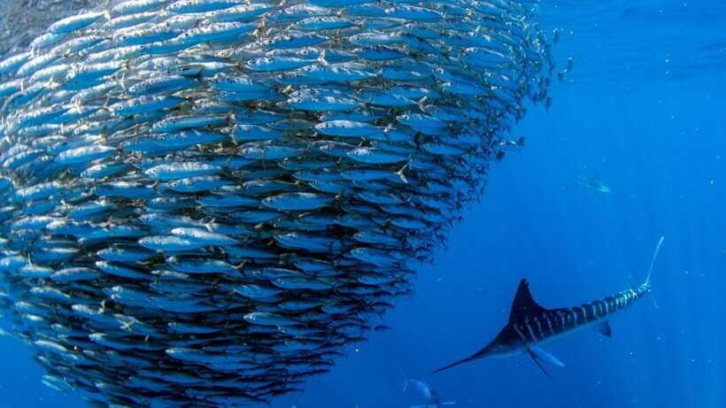 Moalboal Sardines Run Private Tour - Final Thoughts