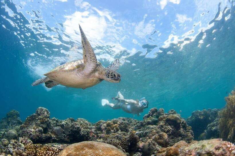 Moalboal: Scuba Diving and Pescador Island Hopping - An In-Depth Look at Moalboal’s Scuba Tour