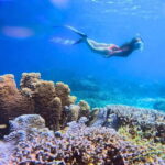 Moalboal : Scuba Diving Sardine Run and Turtle Chasing - What Makes This Tour Stand Out